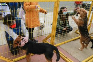 Exitosa jornada de adopción de perros en Parque María Behety
