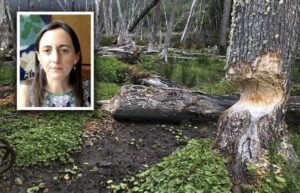 Tres ministerios podrían coordinarse para luchar contra el castor