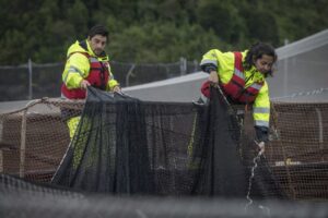 Covid-19 afectó el empleo en la industria acuícola