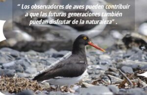 Entregan recomendaciones para el avistamiento de aves