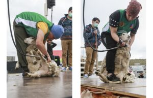 Con éxito se desarrolló la primera competencia de esquila de Laguna Blanca