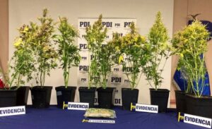 En dos procedimientos policiales la PDI incautó 30 plantas de marihuana y más de 3,5 millones de pesos del producto a granel