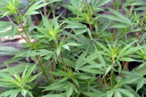 Investigan a estudiante que habría proveído de drogas a traficante