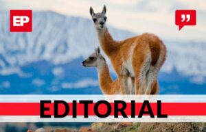 La problemática que genera el guanaco en la Patagonia