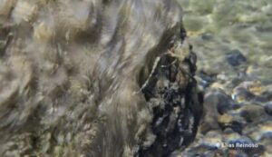 La “Moco de roca” amenaza los ecosistemas de la Patagonia