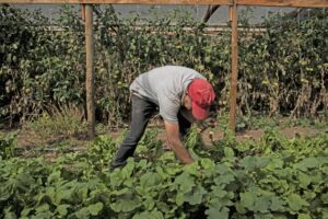 Consejo Nacional de Desarrollo Rural fija hoja de ruta 2022