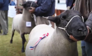Hoy se inicia la 69a versión de la Expogama 2022 en Punta Arenas