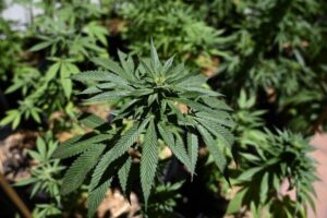 Con arraigo nacional queda joven formalizado por cultivar 13 plantas de cannabis