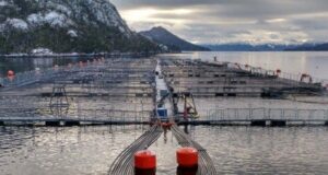 Exejecutivos de Nova Austral son formalizados por contaminación de aguas