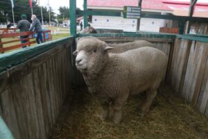 Se inició ayer la Expogama 2022 en Punta Arenas