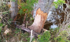 “El castor se está acercando al gran ícono turístico de la región que son las Torres del Paine”