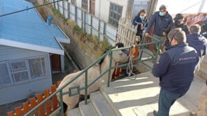 Rescatan a caballo atrapado entre barandas
