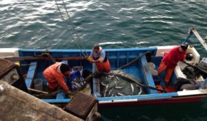 Plan de gestión de residuos incluirá a pescadores de Natales