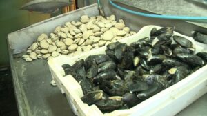 El triple de público atenderán pescaderías en Semana Santa