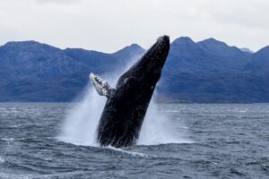 Ballenas jorobadas, cóndores, glaciares, pingüinos, lobos de mar y montañas comprenden una hermosa experiencia