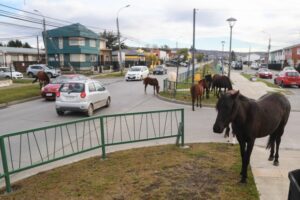 Municipalidad de Punta Arenas prepara licitación para retirar caballos de la vía pública