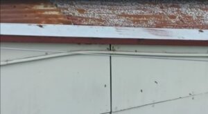 Denuncian plaga de avispas chaqueta amarilla cercana a un jardín infantil