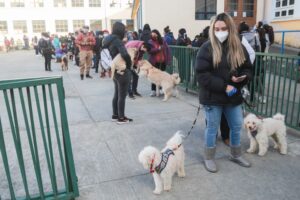Exitoso operativo de mascotas realizó el municipio de Punta Arenas