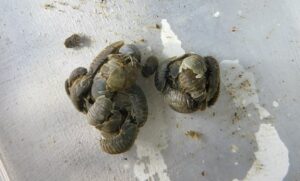 Evalúan el potencial invasor del “chanchito de tierra” en la Antártica