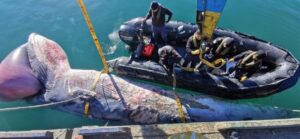 Sernapesca confirma que ballena fue dejada en el vertedero, pero provisoriamente