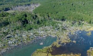 Experto alerta sobre riesgos de controlar al castor sin una estrategia con base científica