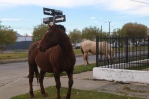 Municipio se querella por robo de caballos retirados en vía pública