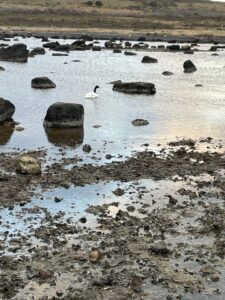 Rescatan y reinsertan a cisne de cuello negro que era atacado por perros en la costanera
