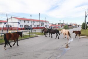 Subasta municipal de caballos lidera encuesta semanal
