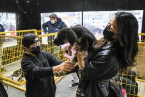 Municipio de Punta Arenas realizó jornada de adopción de perros