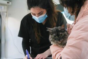 Alta demanda en atención de felinos presenta servicio veterinario municipal