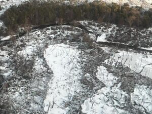 Evalúan daños provocados en bosques a causa del castor