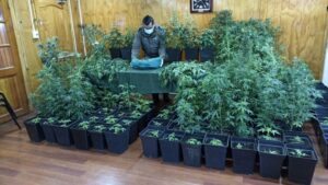 Descubierto con 183 plantas de cannabis cumplirá condena en libertad
