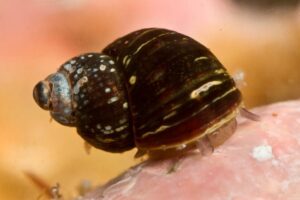 Descubren la verdadera diversidad de un caracol marino del Océano Austral