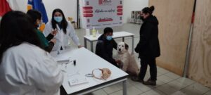 Operativo canino se realizó en Porvenir