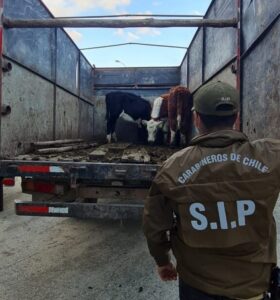 Condenan a hombre por faenamiento clandestino de animales robados