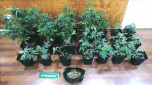 Condenan a hombre por cultivo ilícito de cannabis