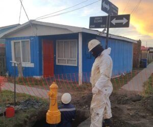 Más de 25 grifos son chocados al año en Magallanes