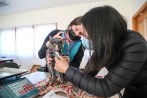 Municipio realiza operativo felino en Junta de Vecinos Nº 39