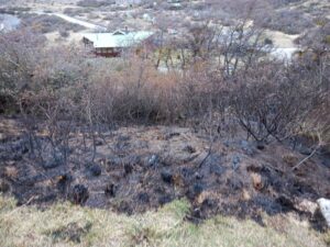 Cifran en 650 m2 vegetación afectada en incendio