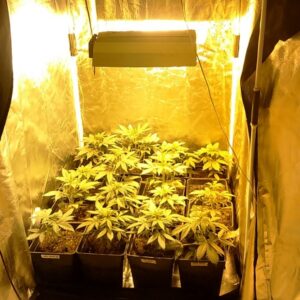 Investigan a hombre que fue denunciado por su arrendador de cultivar marihuana
