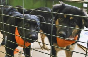 Agrupación Vida realizó una nueva jornada de adopción de perros cachorros