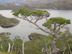 Comunidad kawésqar recurre a la justicia por reducción en su espacio costero marítimo