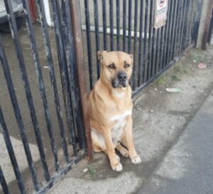 Dantesco: perro muere luego de recibir puñaladas en Población Silva Henríquez