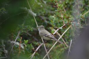 Observación de aves: fuente de turismo a desarrollar en Cabo de Hornos