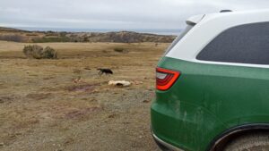 Roban y faenan dos vacas desde predio en Punta Arenas