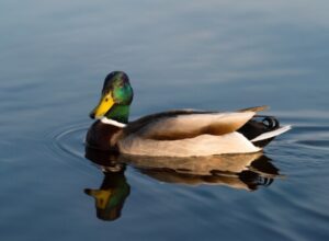 Pato Cuchara es una de las nuevas especies que habitan en el Humedal Tres Puentes