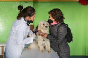 Exitoso operativo de mascotas realizó el municipio
