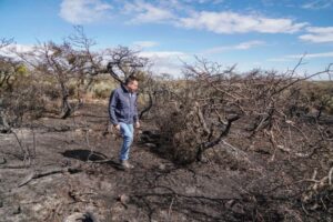 Alcalde Radonich e incendios forestales: “Hemos puesto en riesgo a nuestra comuna”