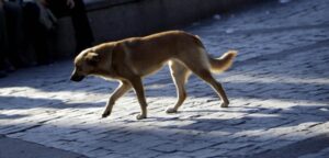 Madre de niño atacado por perro recurre a la justicia en contra del municipio y Seremi de Salud