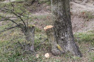 Tala de árboles en Parque María Behety corresponde a proyecto de reforestación